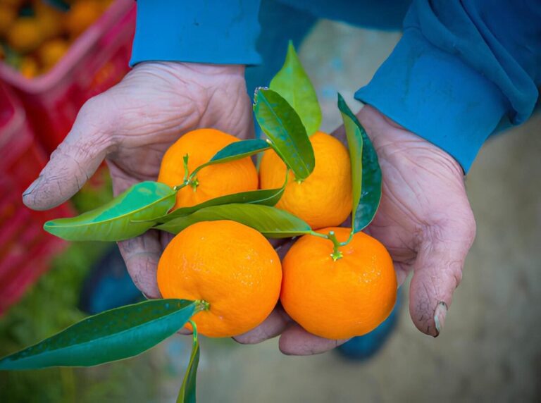 Clementine della Piana di Sibari, Corigliano-Rossano
